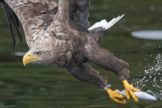 The birds will be released into the Isle of Wight over a number of years. Picture: Mike Crutch/Forestry England/PA Wire