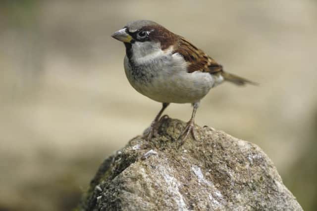 House Sparrow ENGSUS00120121220114758