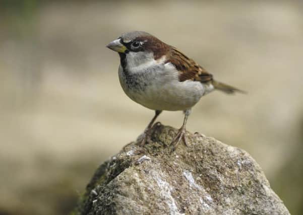 House Sparrow ENGSUS00120121220114758