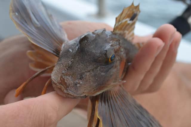 A sea robin, one of many marine species facing the threat of global warming.