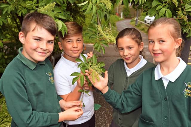 Gathering elderberries to make their very own cordial - (left to right) Zac Hall (10), Jamie Littlefield (10), Lily McElroy (9), Genevieve McNie (9). Picture: Malcolm Wells