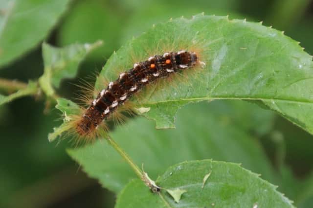 Caterpillar SUS-190521-072057001