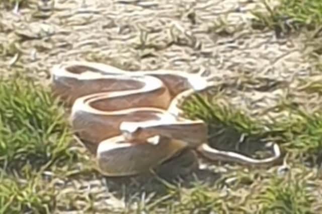The snake with white and yellow marking was spotted in the Chalk Pits in Fareham.