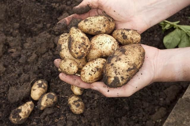 You should be able to start pulling some of your first early potatoes.