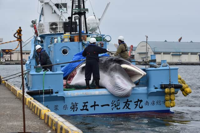 A minke whale is unloaded from a whaling ship at a port in Kushiro