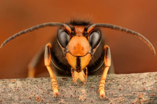A male Asian hornet. Picture: Gilles San Martin (labelled for reuse)