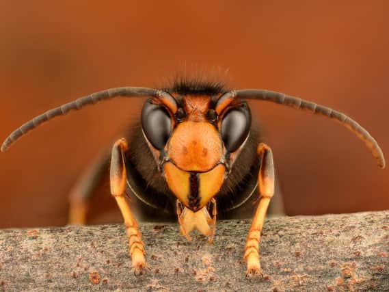 A male Asian hornet. Picture: Gilles San Martin (labelled for reuse)