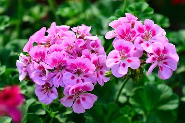 Now's the time to take six-inch cuttings of indoor pelargoniums.