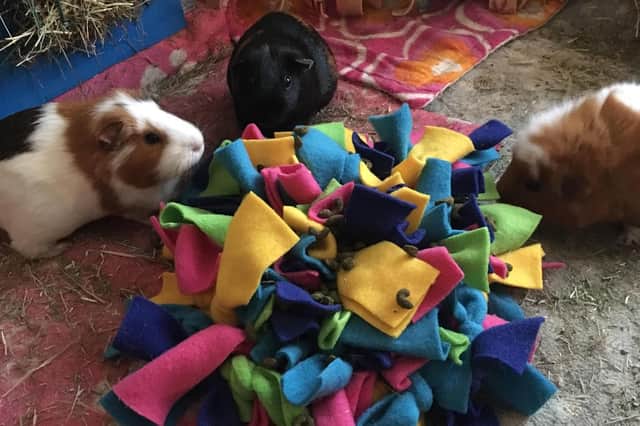 Guinea pigs enjoy an enrichment exercise. Picture: RSPCA (South East)