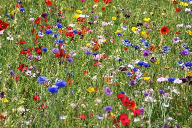 Wildflowers will be sown along the north end of Copnor Road in Portsmouth to create a 'pollinator friendly corridor'. Picture by Albie Somerset