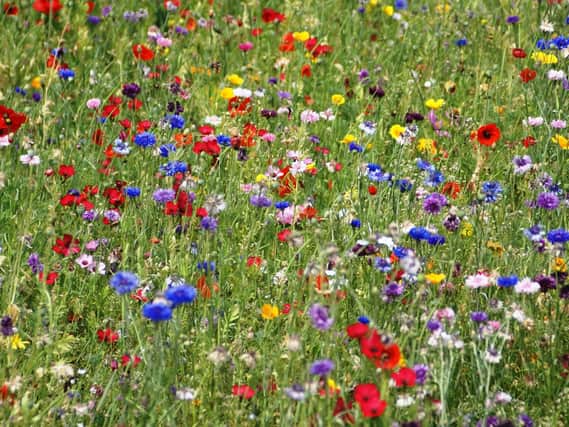 Wildflowers will be sown along the north end of Copnor Road in Portsmouth to create a 'pollinator friendly corridor'. Picture by Albie Somerset