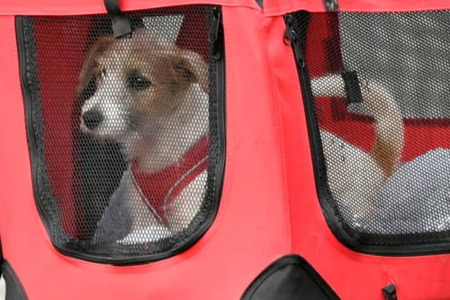 A 15-week-old Jack Russell-cross puppy adopted by Prime Minister Boris Johnson and his partner Carrie Symonds arrives in Downing Street, London. Picture: Dominic Lipinski/PA Wire