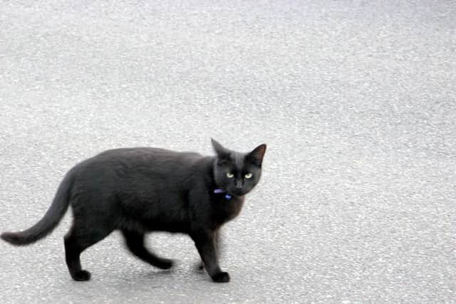 black cat are often seen as being a sign of bad luck