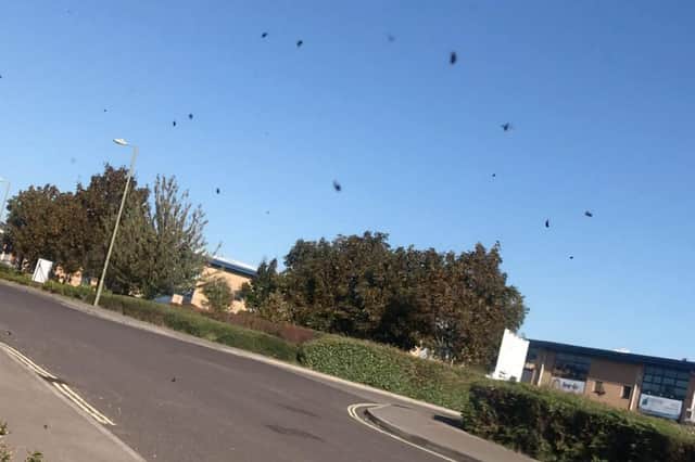 The beetle swarm in Hamble, Hampshire. Picture: Simon Czapp/Solent News & Photo Agency