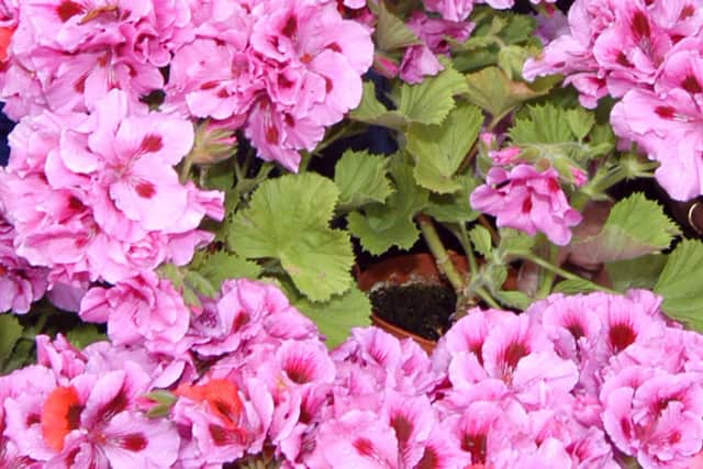 Pelargoniums.