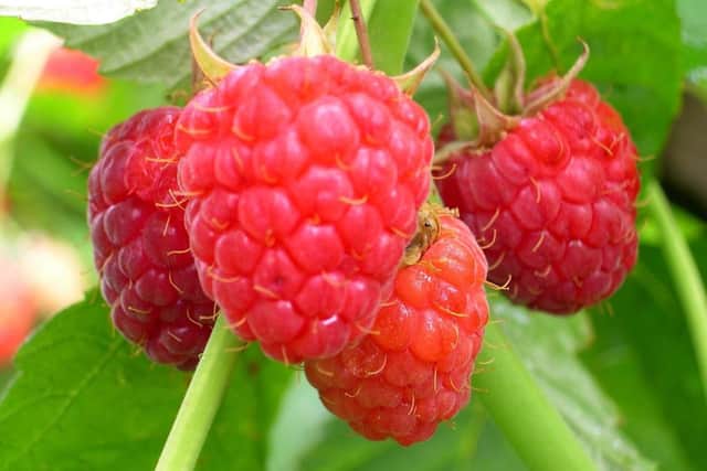 Autumn Bliss raspberries.