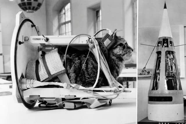 Photo taken on February 5, 1964 shows a cat representing the first cat that went into space, Felicette, with equipment in the rocket Veronique during an exhibition at National Conservatory of Arts and Crafts in Paris. Pic: AFP/Getty Images