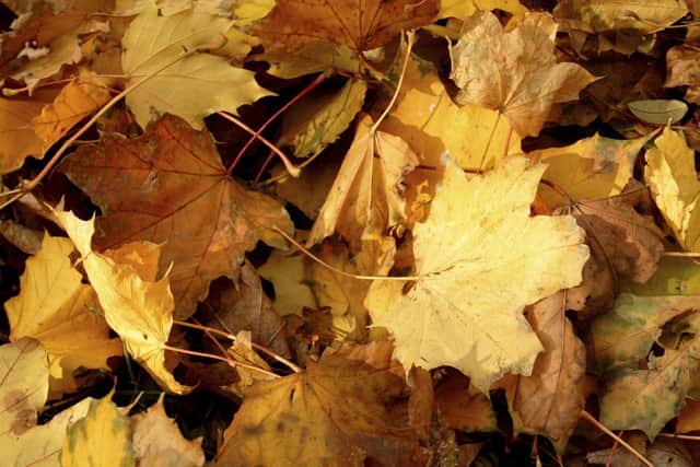 Autumn is here and Verity loves the crunch of leaves under foot...Pic: PA