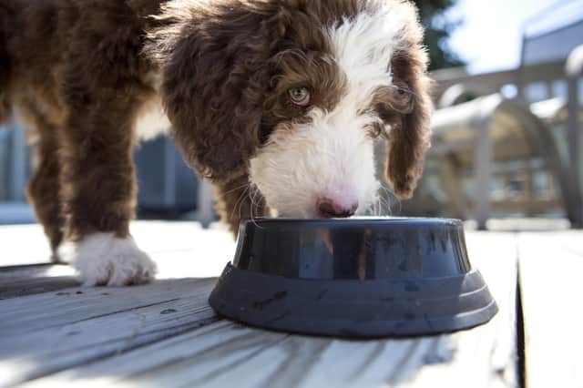 Zella's pooch couldn't get enough of his liver treat...