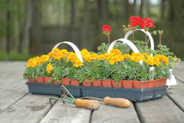 Brian recommends geraniums.