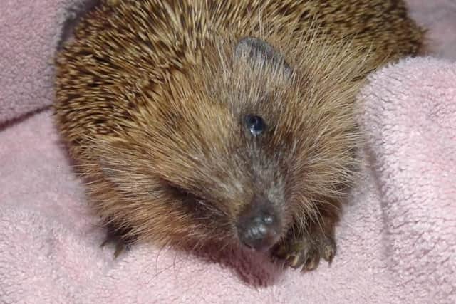 Clementine the hedgehog was rescued by award winning animal lover, Linda Hewett.