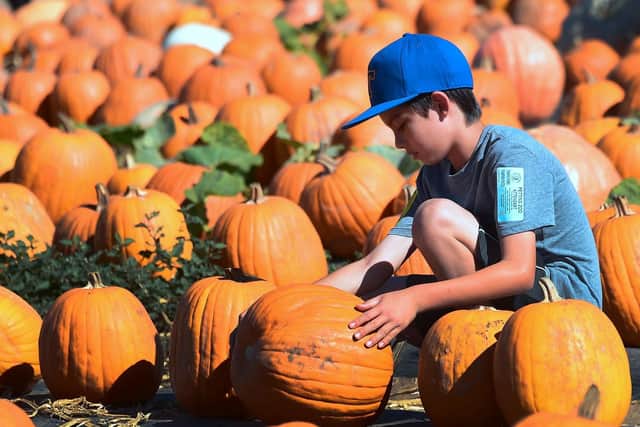 Why not pick your own pumpkin this year? Picture: FREDERIC J. BROWN/AFP/Getty Images