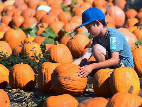 Why not pick your own pumpkin this year? Picture: FREDERIC J. BROWN/AFP/Getty Images