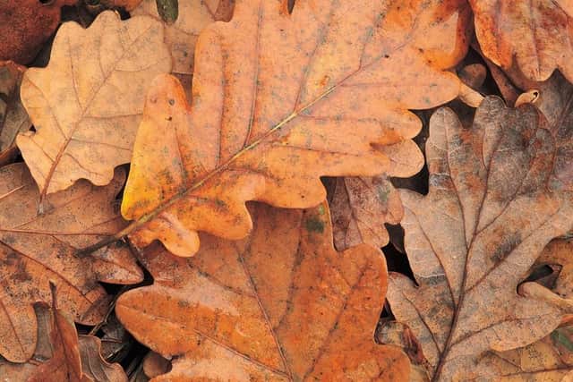 Fallen leaves in the street can be collected and turned into leaf mould.