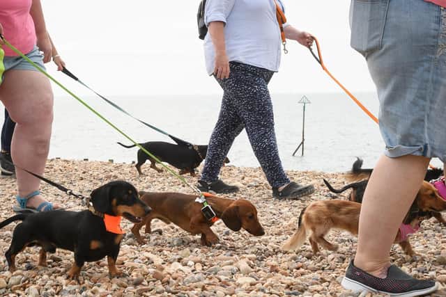 Dogs
Picture: Keith Woodland (300619-35)