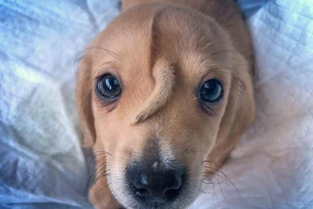 Narwhal the puppy has a tail growing out of his head. Picture: Mac the pitbull/PA Wire