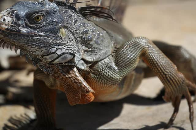 Stock image of an iguana. (Photo by Joe Raedle/Getty Images)