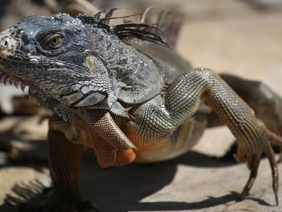 Stock image of an iguana. (Photo by Joe Raedle/Getty Images)