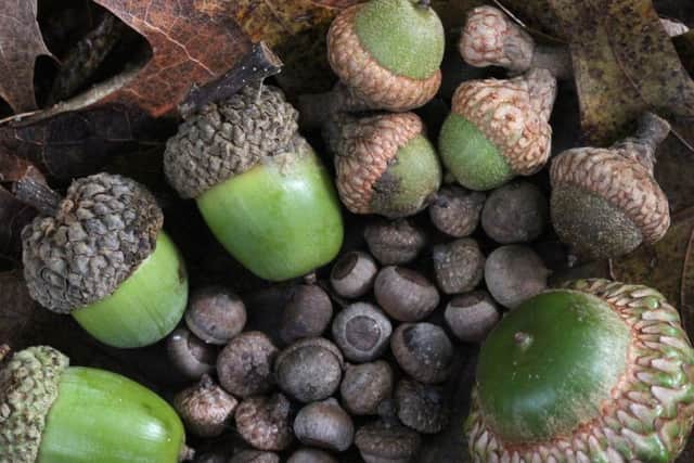 Acorns SUS-200302-112519001
