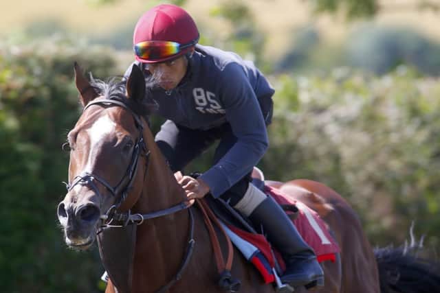 Toronado and Sean Levey on the gallops at the Hannons' Herridge yard    Picture by Dan Abraham/Goodwood Racecourse