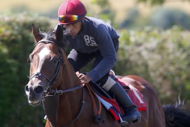 Toronado on the gallops   Picture by Dan Abraham / Goodwood Racecourse