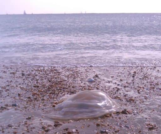 One of the jellyfish on Hayling beach