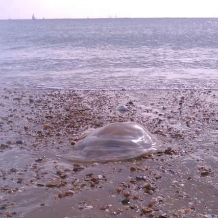 One of the jellyfish on Hayling beach