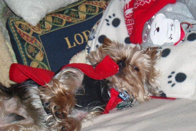 The Boryer family of Havant sent us this picture of their Yorkie Tinny Tim relaxing after opening some of his many gifts.