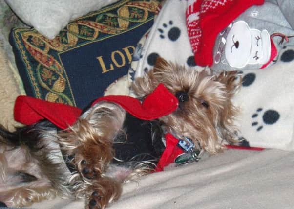 The Boryer family of Havant sent us this picture of their Yorkie Tinny Tim relaxing after opening some of his many gifts.