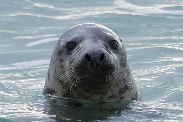 Grey seals live in Langstone Harbour