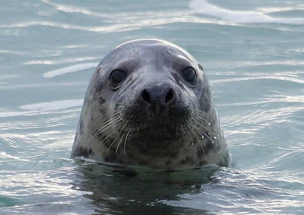 Grey seals live in Langstone Harbour