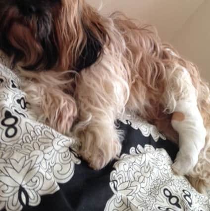 Dexter the injured dog