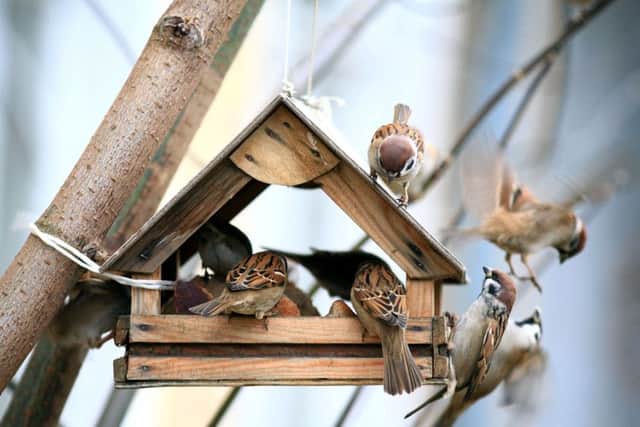Bird Feeders