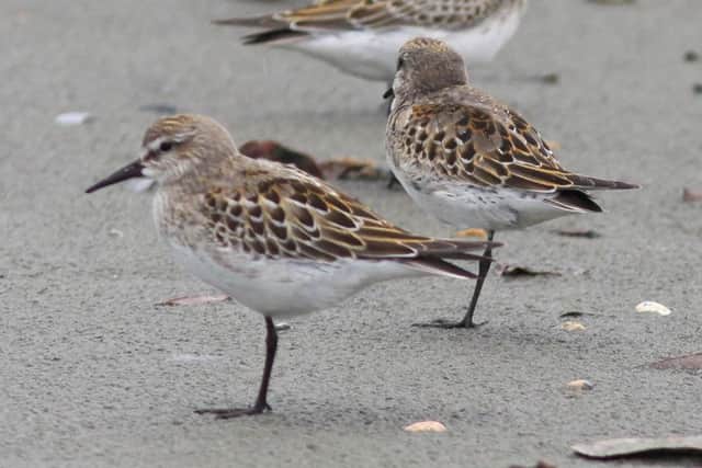 A white-rumped sandpiper