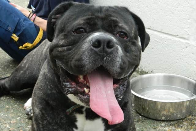Bull mastiff Frank at the Stubbington Ark
