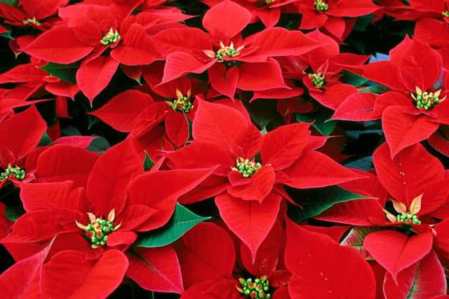 Bracts the way to do it  poinsettias are at their best now.