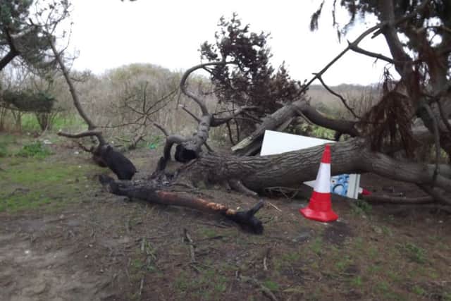 A copse of trees that was set alight and vandalised near the Hayling Oysterbeds nature reserve
Picture: Paul Morrell
