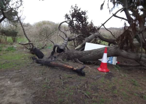 A copse of trees that was set alight and vandalised near the Hayling Oysterbeds nature reserve

 Picture: Paul Morrell