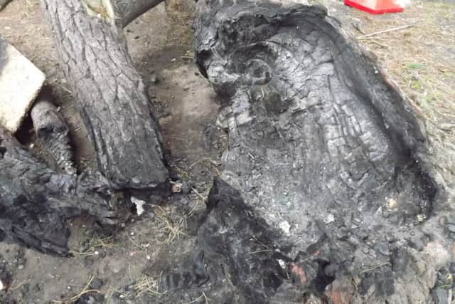 A copse of trees that was set alight and vandalised near the Hayling Oysterbeds nature reserve
Picture: Paul Morrell