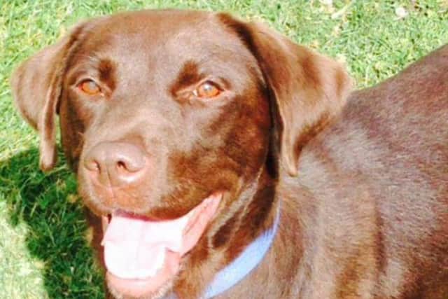 Flake the chocolate Labrador with Alabama rot